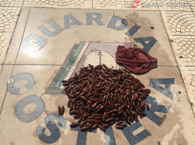 datteri di mare sequestrati
