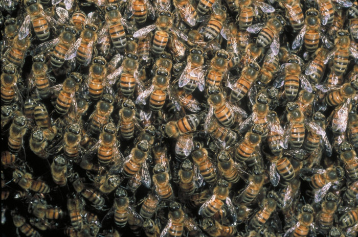 API© naturepl.com Pete Oxford WWF