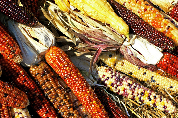 Settimana della Biodiversità Pugliese Settimana della Biodiversità Pugliese